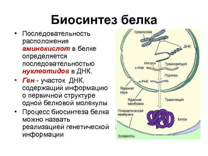 Определите последовательность процессов биосинтеза белка. Процесс синтеза белка. Процесс биосинтеза белка. Последовательность синтеза белков. Последовательность биосинтеза белка.