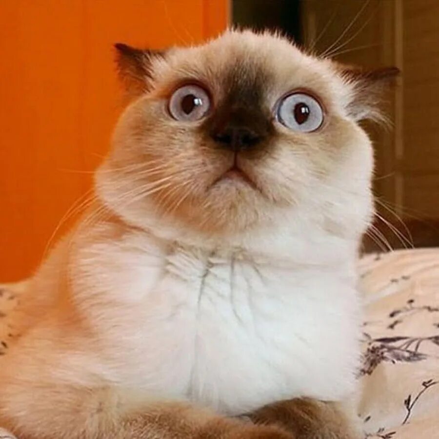 Cat meme