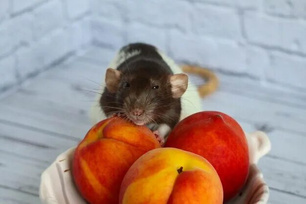 Можно крысам клубнику. Фотография с крысой и персиком. Можно ли крысам клубнику. Можно ли давать крысам апельсин.