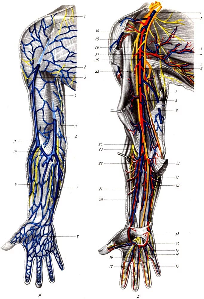 Вены верхней конечности анатомия. Артерии и Вена верхней конечности анатомия. Верхняя конечность Вена анатомия. Кровообращение верхней конечности