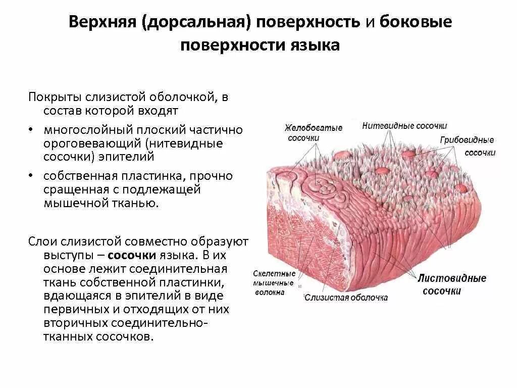 Слои полости рта. Строение слизистой оболочки верхней поверхности (спинки) языка. Строение языка гистология дорсальная поверхность. Строение слизистой оболочки анатомия. Гистологическое строение слизистой оболочки ротовой полости.