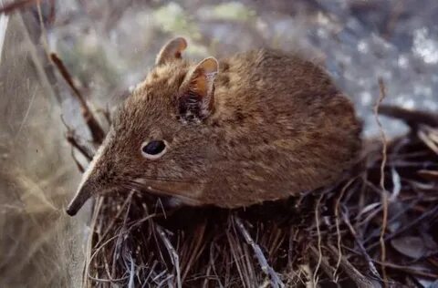 Shrew