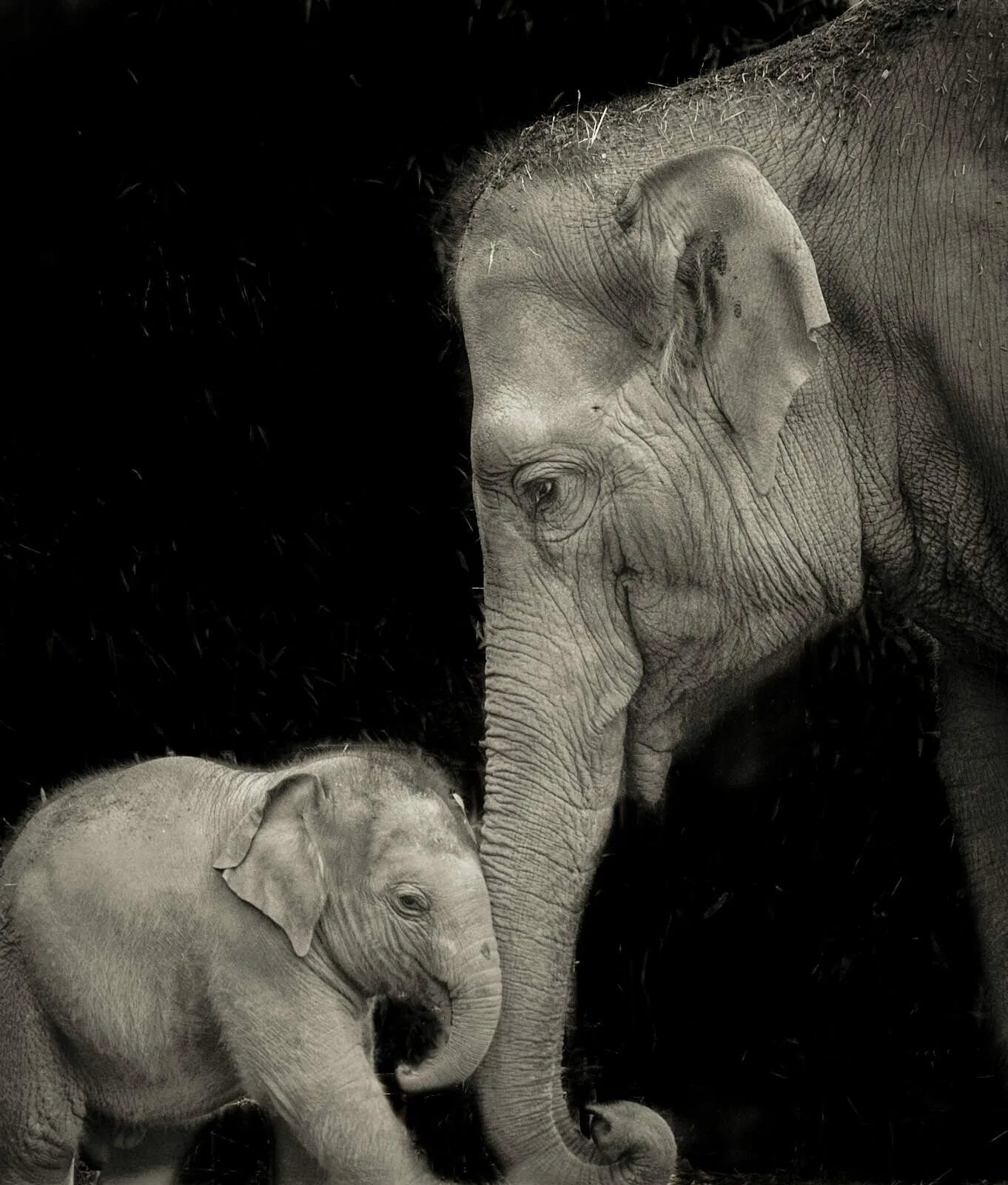 Слон альбинос. Альбиносы животные слон. Белый Слоненок. Слоны альбиносы. Белый слоник