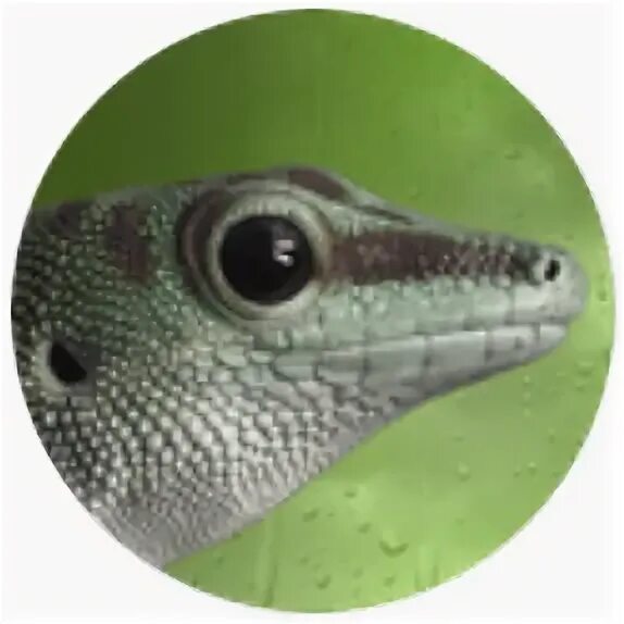 Gecko linux. Gecko linux