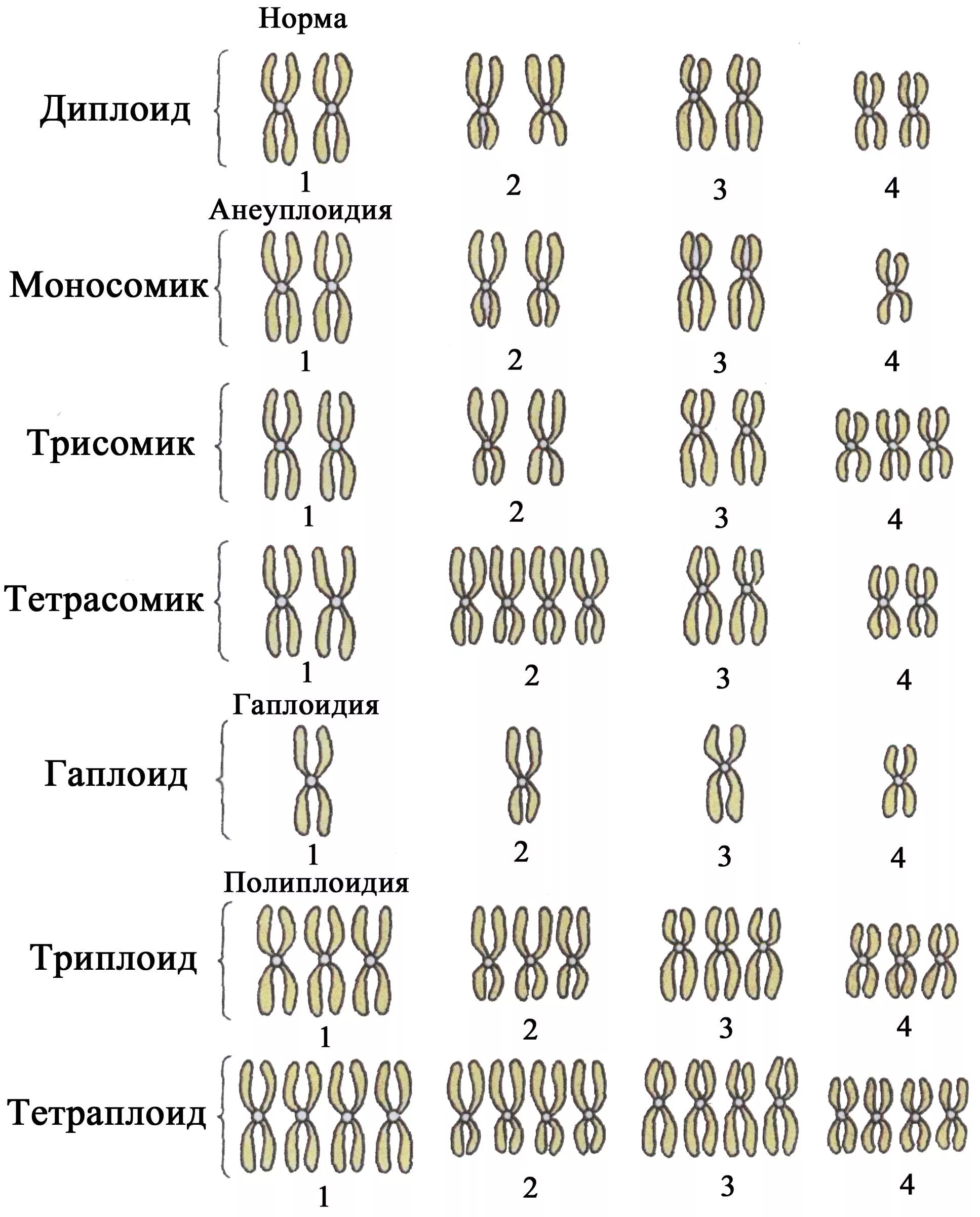 Полиплоидия хромосомный набор. Кариотип растений схема. «Геномные и хромосомные мутации» задания. Анеуплоидия набор хромосом. Изменение числа хромосом кратное гаплоидному набору