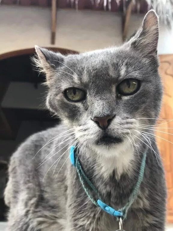 кошка с 4 ушами. коты 22 года. найденные рыжие коты в москве. коты 22 года. очень старый кот.