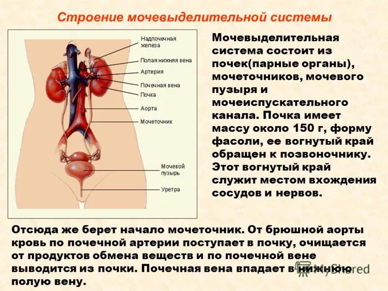 Основной выделительный орган человека. Мочевыделительная система человека строение анатомия. Строение выделительной системы человека. Выделительная система органы образующие систему. Мочевыделительная система человека кратко.