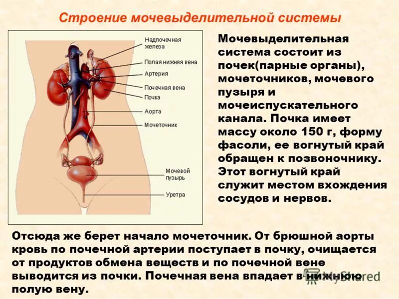 Выделительную функцию кожи выполняют железы