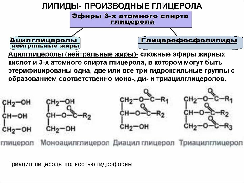 Липида отзывы. Классификация нейтральных жиров. Классификация нейтральные глицеролипиды. Нейтральные жиры фосфолипиды. Липид линолевой кислоты.