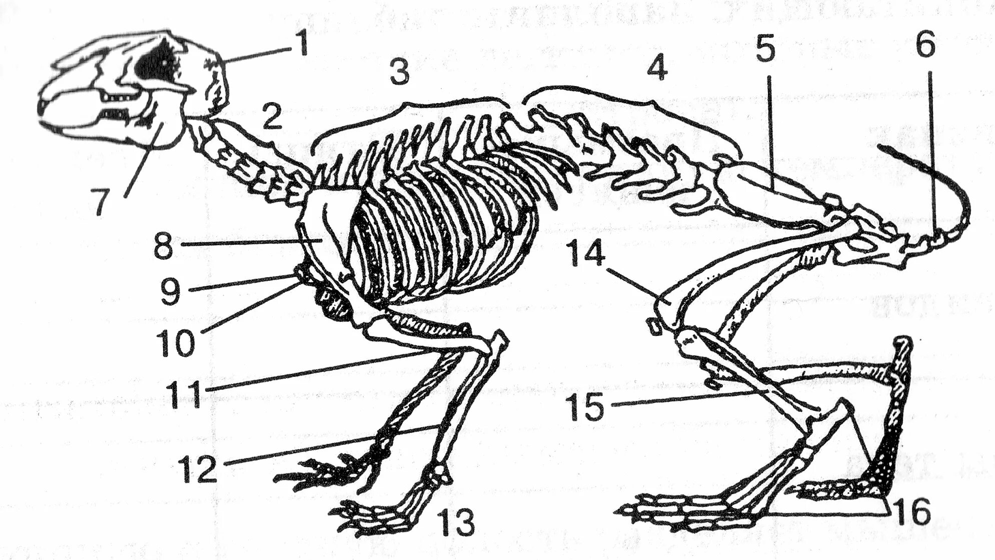 Скелет млекопитающего 7 класс биология. Осевой скелет кролика. Скелет кролика подписанный. Строение скелета кролика.