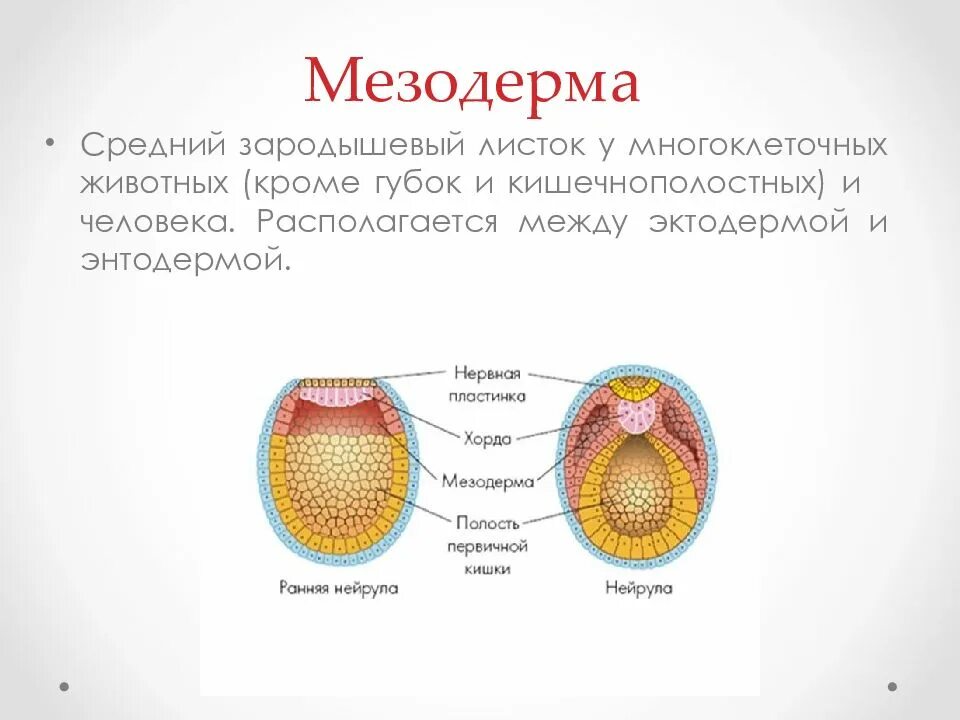 Мезодерма это. Мезодерма это в биологии. кольчатые черви мезодерма. мезодерма состоит из 3 частей. мезодерма зародышевый листок.