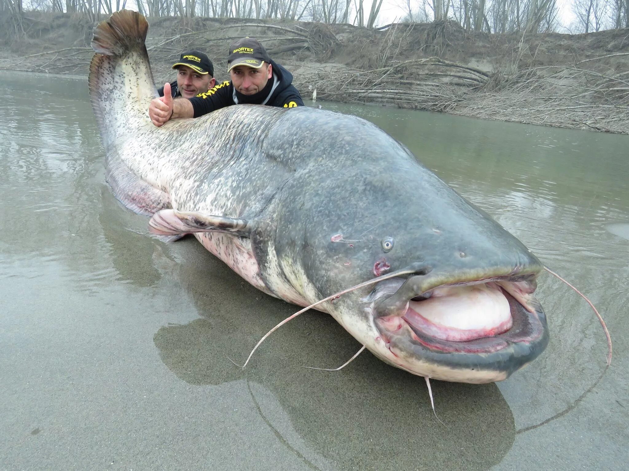 Сом почем. Европейский сом людоед. wels catfish.