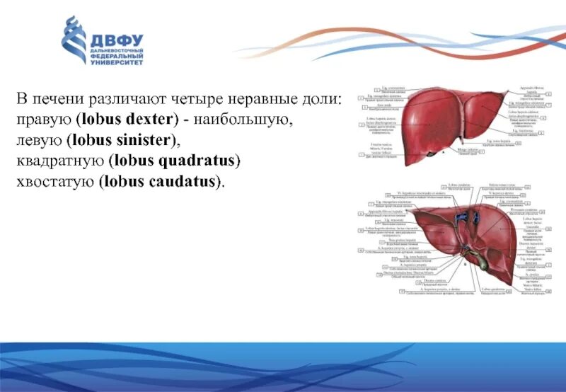 Как отличить печень. Печень lobus Dexter.