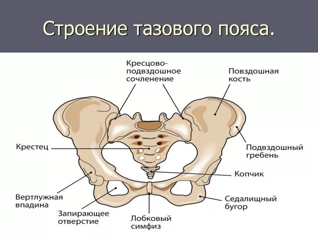 Строение скелета таза. Строение костей тазового пояса. Строение скелета тазовой кости. Кости таза лонная кость анатомия.