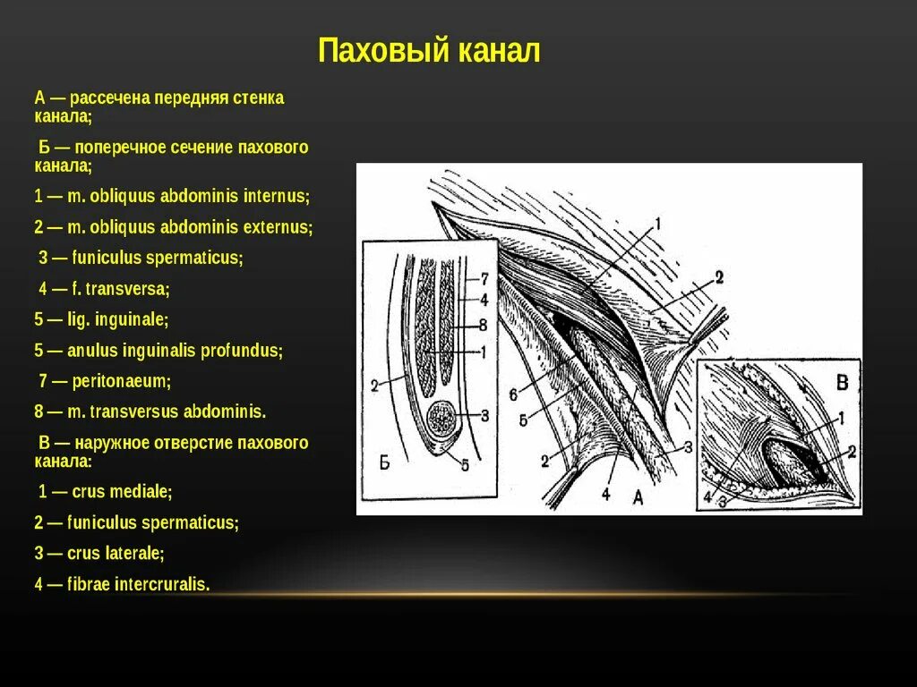 Паховая складка у мужчин. 2. Топографическая анатомия пахового канала.. Стенки пахового канала топографическая анатомия. Паховая связка топографическая анатомия. Стенки пахового канала анатомия схема.