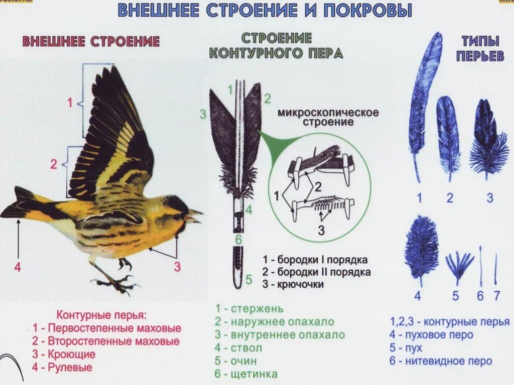 Естественный процесс смены шерстного и перьевого покрова. Строение птицы 7 класс биология. Внешнее строение птицы биология 7 класс. Таблица перьевой Покров птицы биология 7. Строение перьев птицы биология 7 класс.