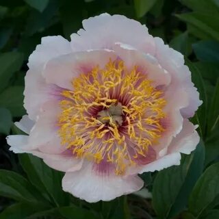 Rose noble