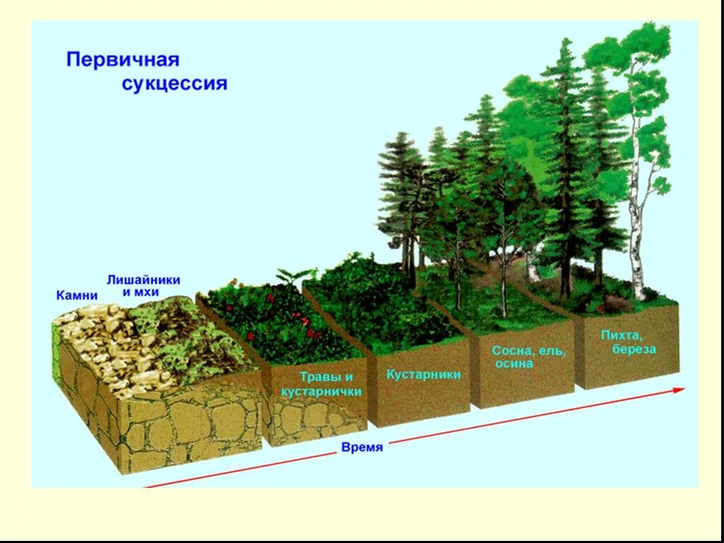 Установите последовательность вторичной сукцессии. Первичная сукцессия песчаные дюны. формирование первичной сукцессии. первичная сукцессия развивается на. первичные сукцессии формируются на.