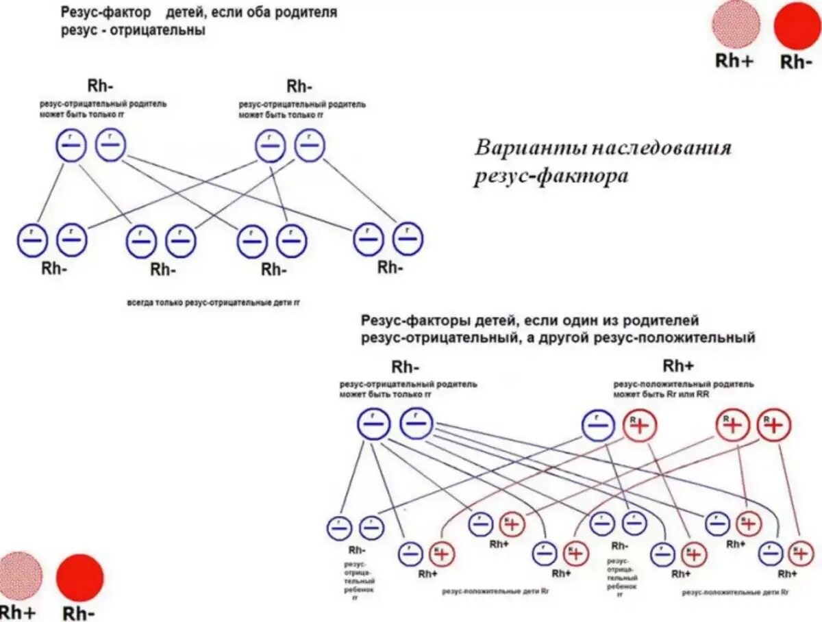 Резус-фактор у родителей положительный у ребенка отрицательный. Резус фактор 2 положительная-отрицательная. Генетическая схема наследования резус фактора. Резус-фактор отрицательный у родителей какой будет у ребенка. Муж первая положительная жена первая положительная