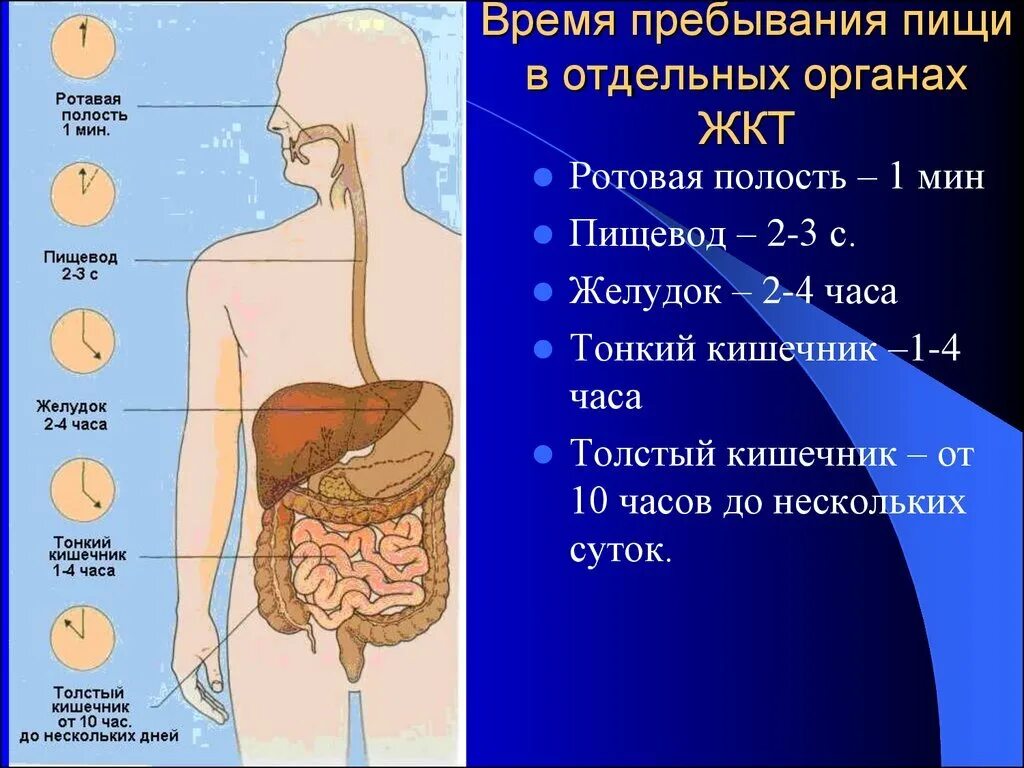 Вода из желудка уходит. Время прохождения пищи через ЖКТ. Процесс пищи в организме. Процесс пищеварения. Процесс пищеварения у человека.