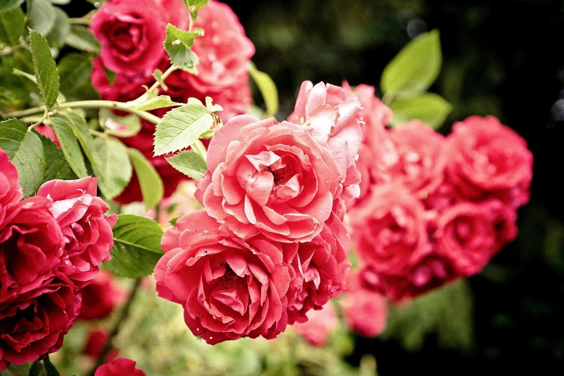 Красивый куст роз. Куст розы Мелроуз.