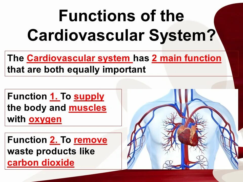 The cardiovascular System function. Кровообращение на английском. Cardiovascular System structure. Cardiovascular system