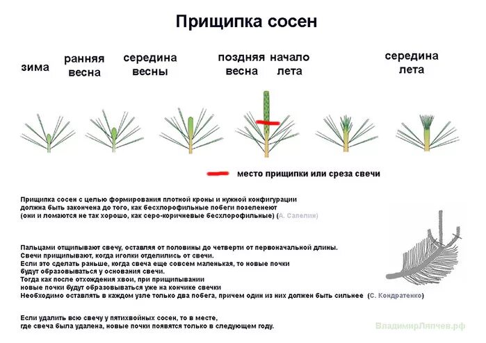 Как правильно обрезать ель. Прищипка сосны обыкновенной схема. Обрезка сосны обыкновенной схема. Обрезка сосны обыкновенной весной. Схема обрезки верхушки сосны обыкновенной.