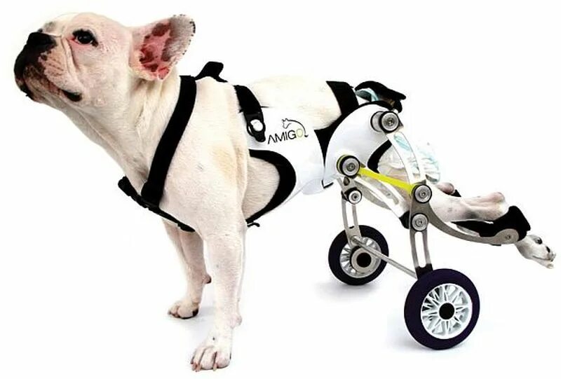 Колесики для собак инвалидов для задних лап. Инвалидная коляска для собак. Коляска протез для собаки. Коляска для собак инвалидов.