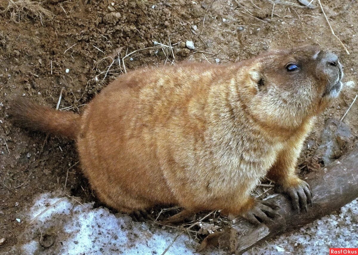 байбак мозырь