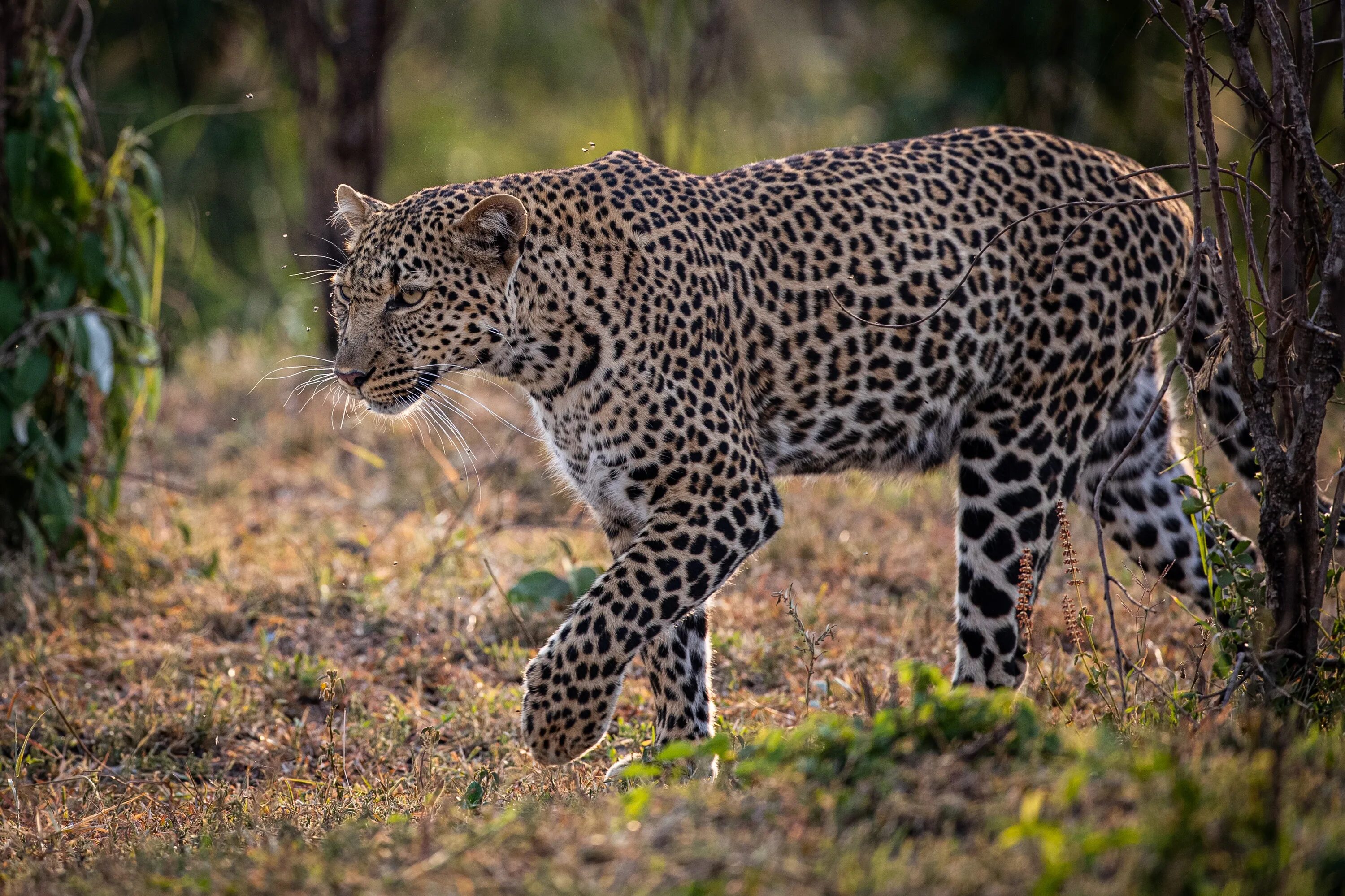 Леопард фото животного