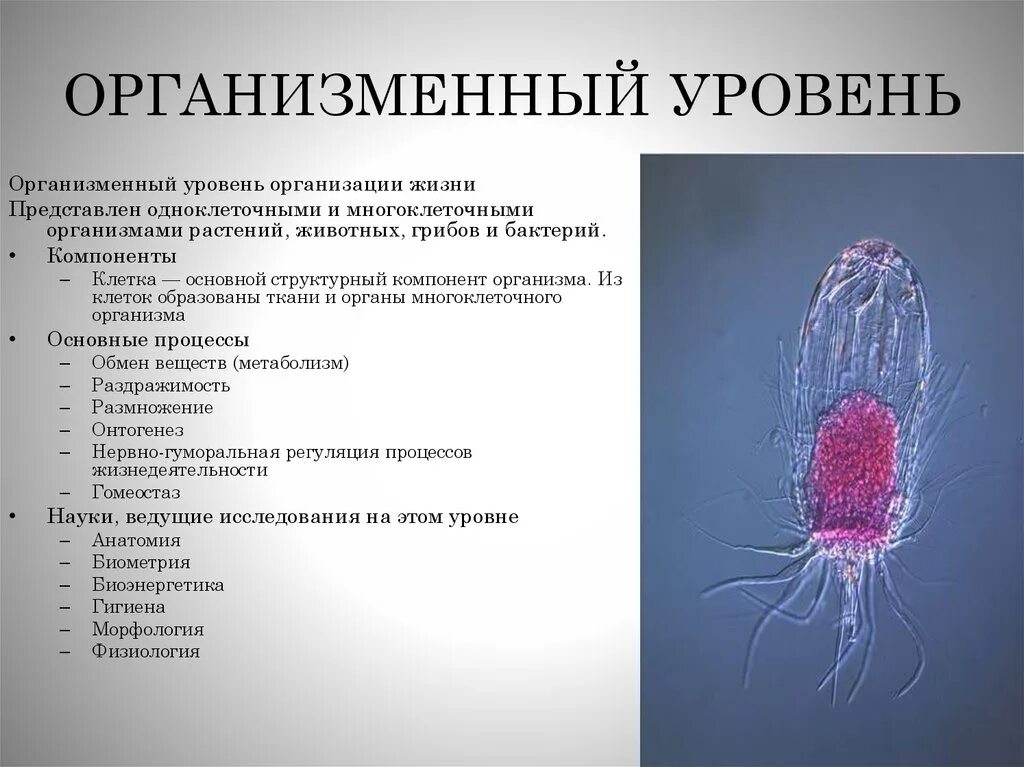Науки изучающие организменный уровень организации