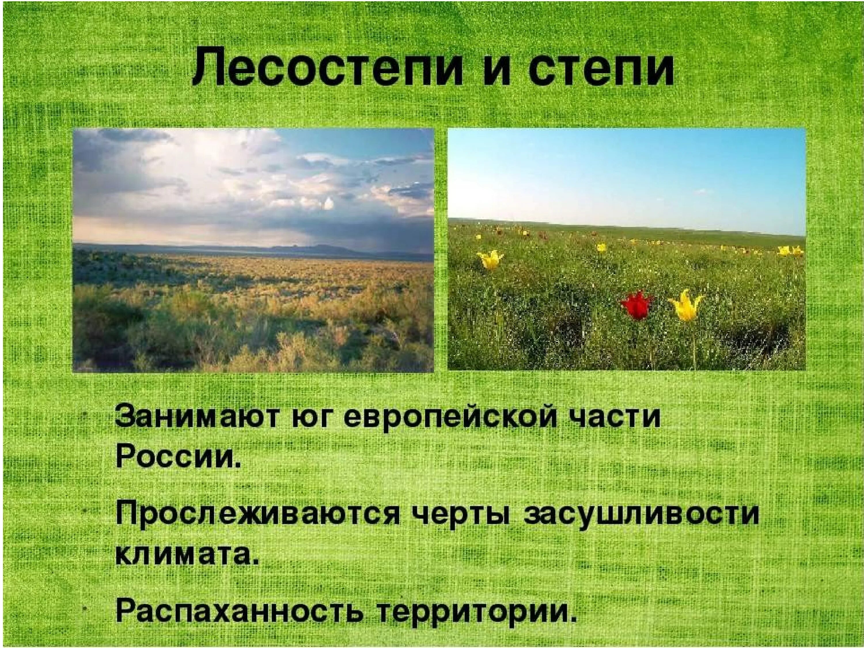 Лесостепь россии урок. Климат лесостепной и Степной зоны. Зона лесостепи. Степи и лесостепи России. Зоны лесостепей и степей.