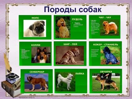 Собаки 1 класс