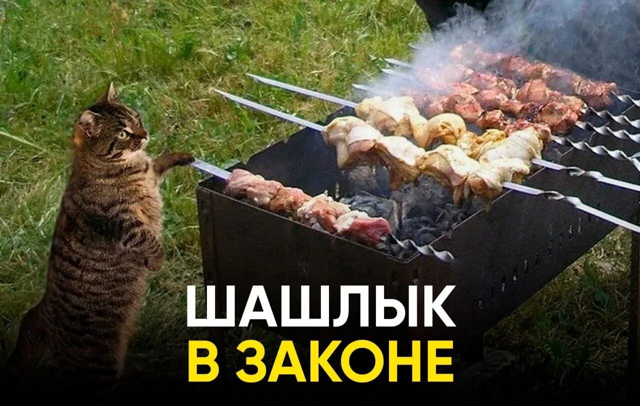 Шашлыки на природе. Майские праздники шашлыки. Шашлыки на даче. Кот шашлык.