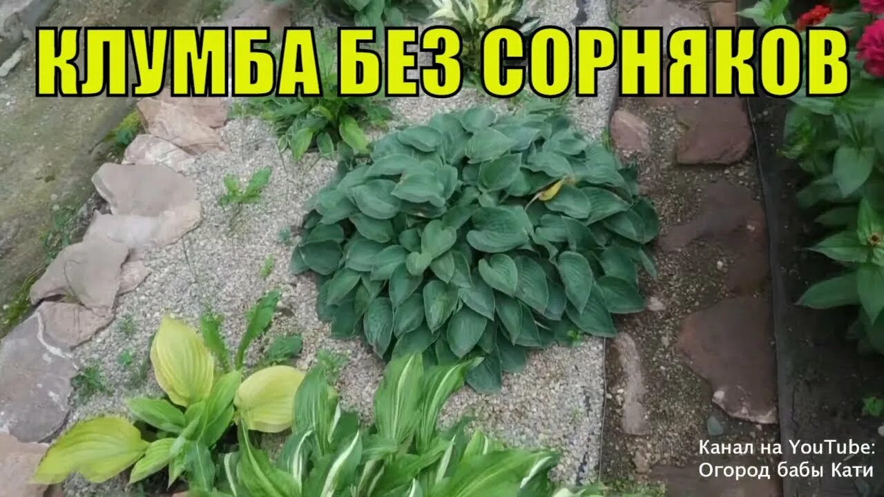 Огород без хлопот. Чем полить огород чтобы не росла трава. Грядки без сорняков. Чем полить огород чтобы не росла трава. Чем полить огород чтобы не росла трава.