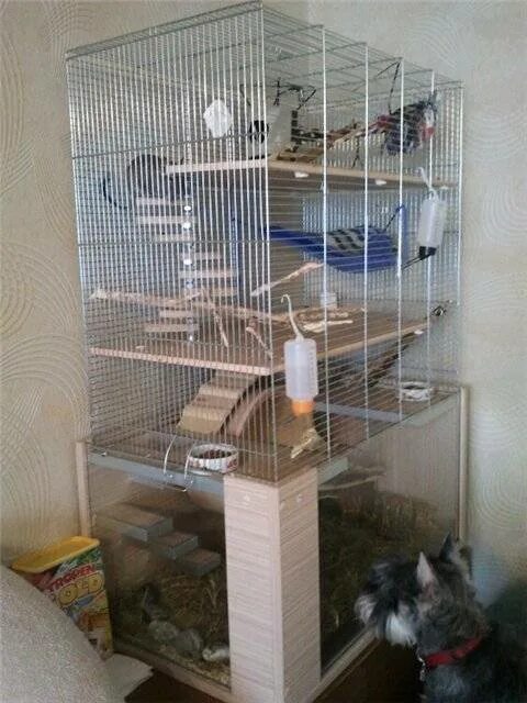 Амадины клетка для двоих. Клетка для попугая из двух. Обустроенная клетка для крысы. Клетка триол 2211. Вольер для дегу.
