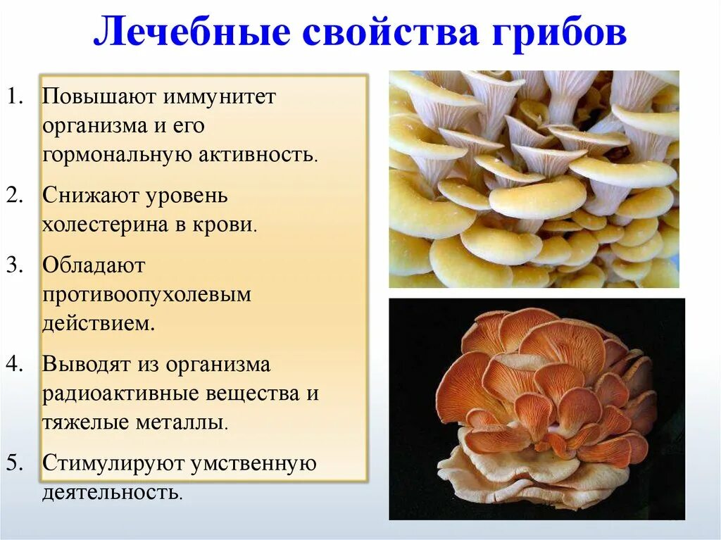 Грибы имеют активный образ жизни. Полезные грибы. Свойства грибов. Полезные и вредные свойства грибов. Чем полезны грибы.