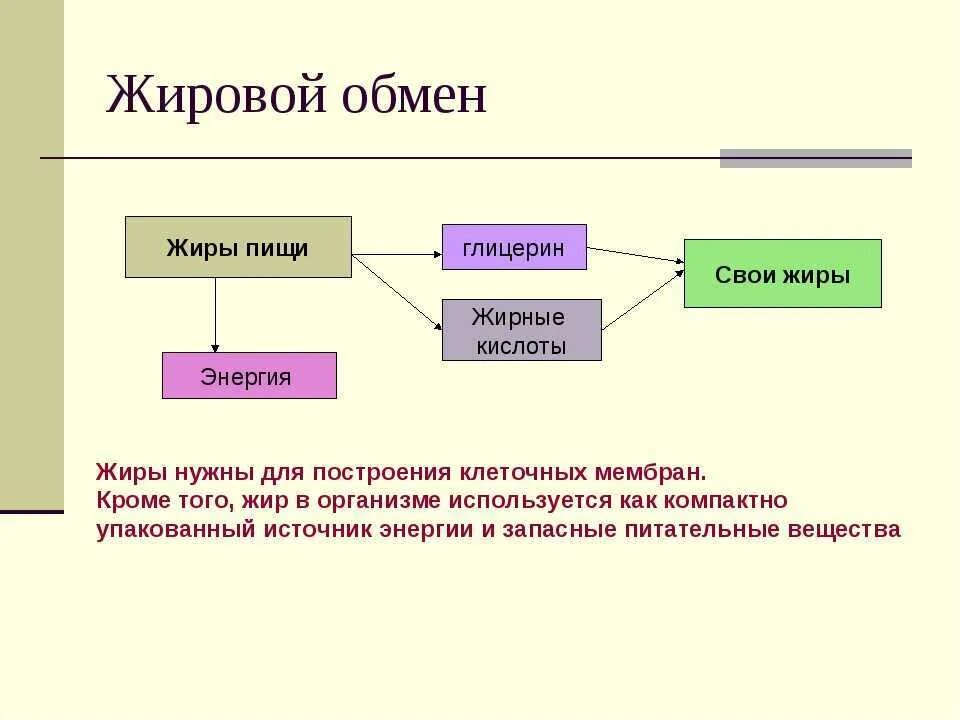 Обмен жиров кратко схема. Процессы обмена жиров в организме. Обмен жиров в организме человека схема. Последовательность процессов жирового обмена в организме человека.