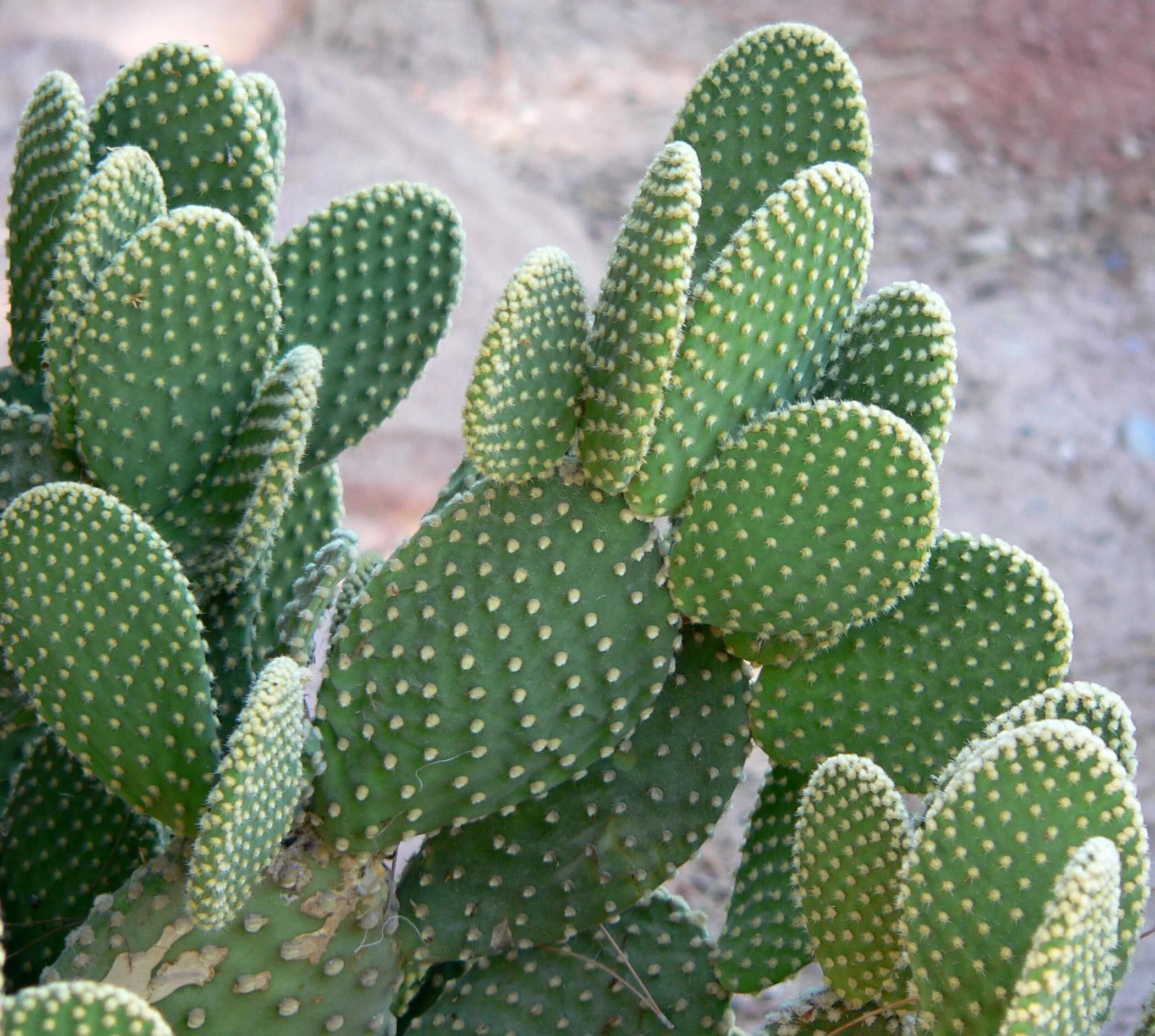 Кактус 5 букв. Опунция мелковолосистая. кактус opuntia microdasys. опунция мелковолосистая паллида.