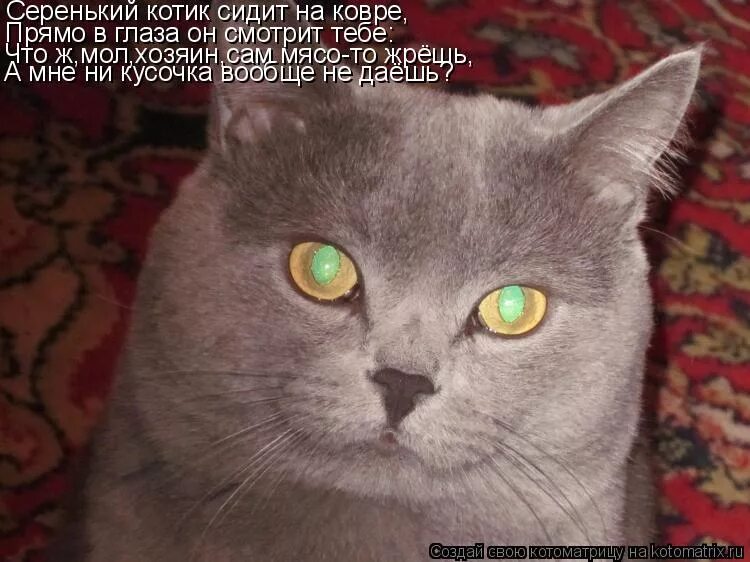 песня сидит кот