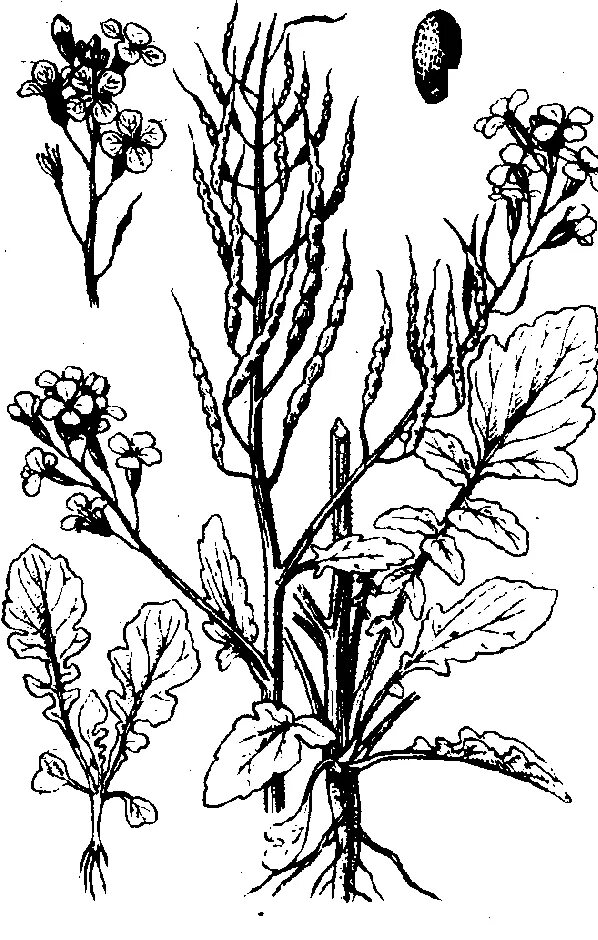 Редька дикая (raphanus raphanistrum). Строение листа редьки дикой. Редька посевная описание. Raphanus sativus subsp. Сурепка плод.