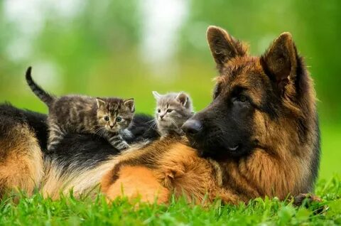 Кот в собаках 3
