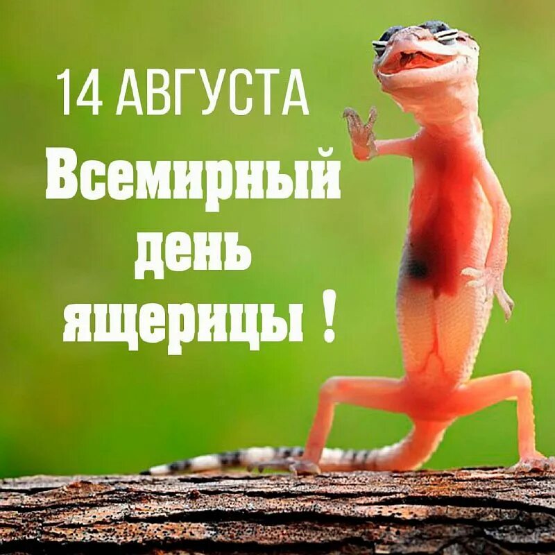 14 августа международный день ящерицы. Ящерица роль в природе. Всемирный день ящерицы 14 августа. Картинка всемирный день ящерицы. Картинка всемирный день ящерицы.