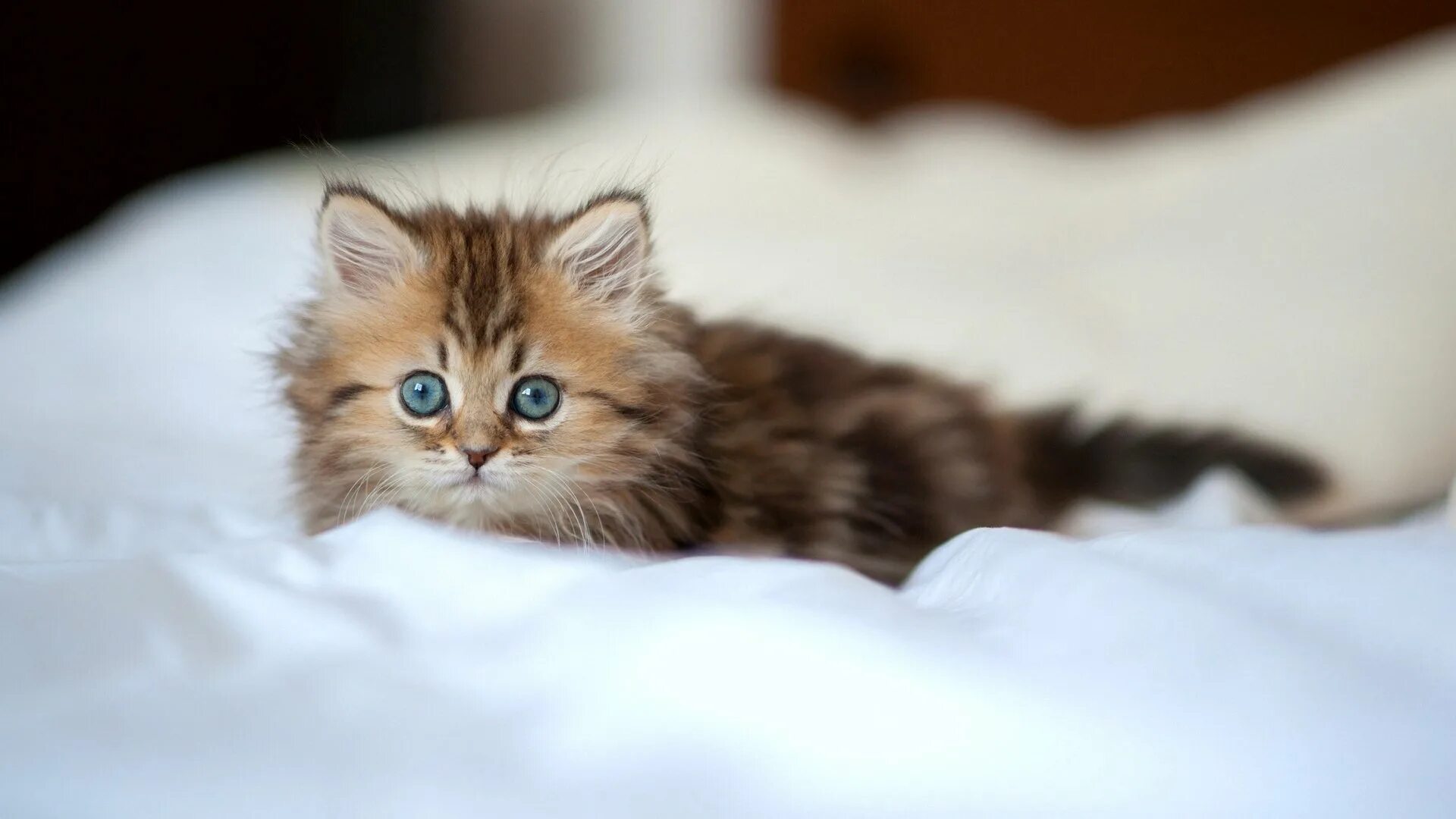 Фото киски. Красивые котята. Пушистые котята. Красивые пушистые котята. Самые красивые котята.