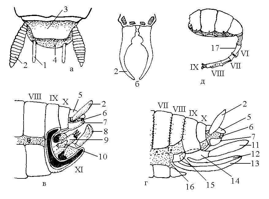Сегменты ног насекомых. Сегменты ног насекомых. Класс насекомые insecta. Сегменты ног насекомых. Сегментация и отделы тела насекомых.