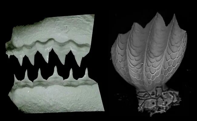 Зубы чешуя. Строение плакоидной чешуи. Плакоидная чешуя виды. Плакоидная чешуя хрящевых рыб. Плакоидная чешуя рыб.