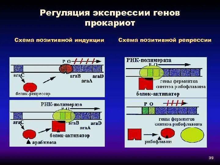 Экспрессия генов примеры. Экспрессия генов примеры