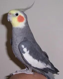 Откуда кореллы