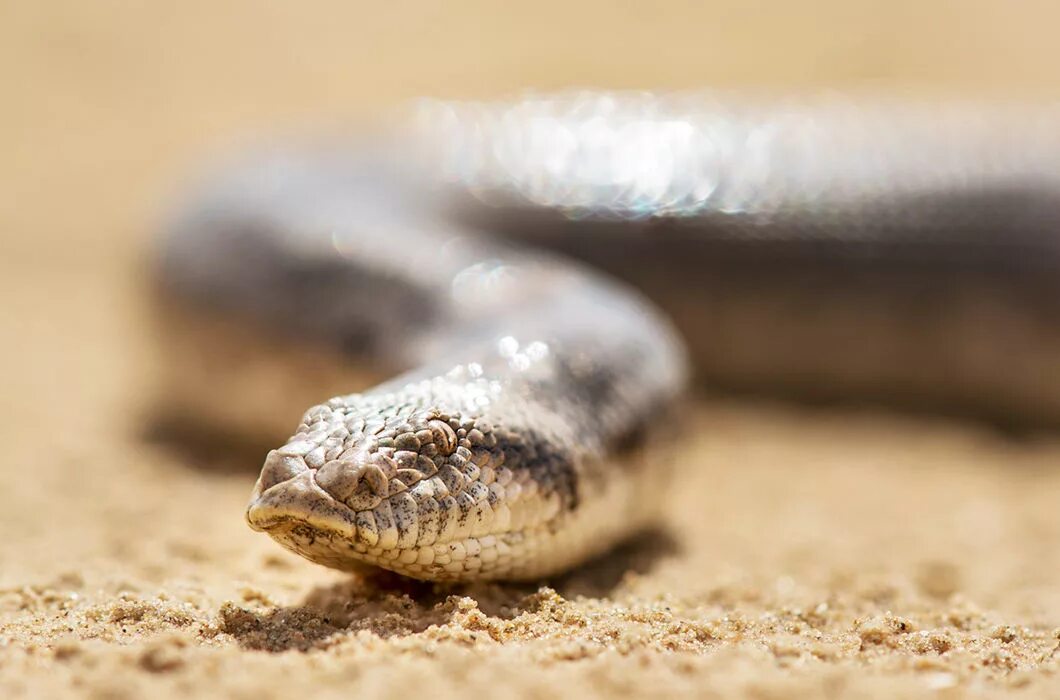 Pasok. Песчаный бархан сарыкум. Степной удавчик. Песчаный удавчик в пустыне 4 класс. Песчаные барханы калмыкии.