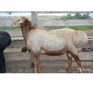 Порно чили бұрышы пискада